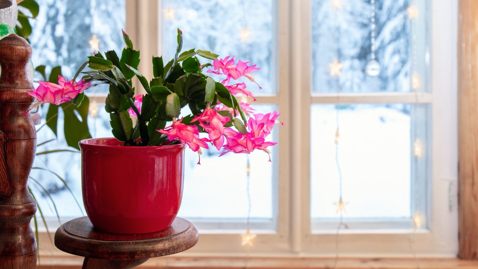 Pro Growing Christmas Cactus Eco-Friendly Tips